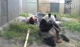 熊猫吃竹子视频